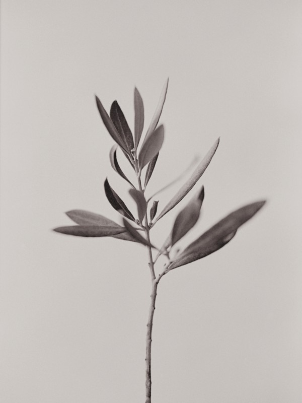 Olive Branch - &copy; Rudolf Horaczek | Still life