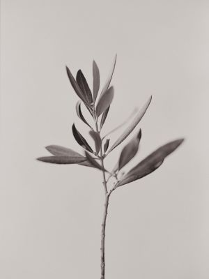 Olive Branch / Still life  photography by Photographer Rudolf Horaczek ★2 | STRKNG
