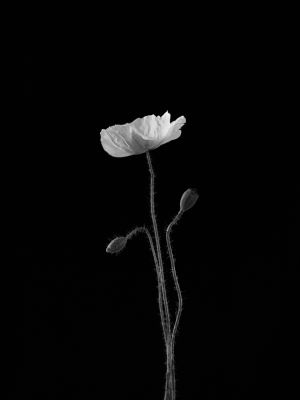 Poppy III / Still-Leben  Fotografie von Fotograf Rudolf Horaczek ★3 | STRKNG