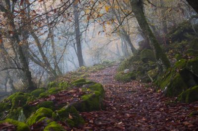 vernebelt im Felsenmeer / Nature  photography by Photographer NoraWerner | STRKNG