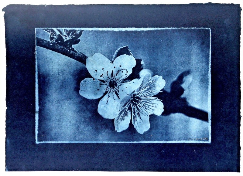 Kirschlüte Cyanotypie - &copy; Gerd P. Herm | Alternative Process