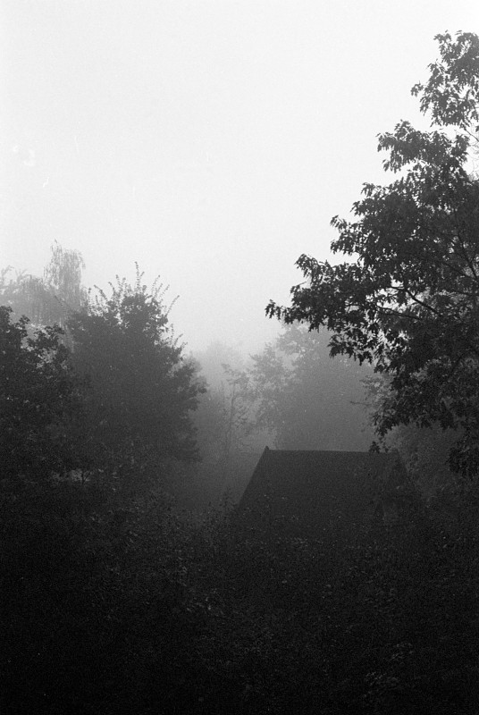 Within foggy foliage - &copy; Adrian | Black and White