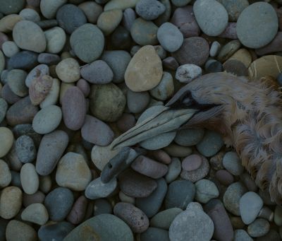 Still Life, Pembrokeshire, 2020 / Still-Leben  Fotografie von Fotograf Martin_image ★1 | STRKNG