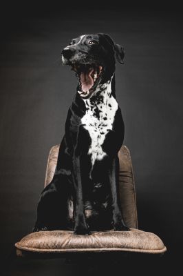 boring / Tiere  Fotografie von Fotografin Madeleine Kriese ★3 | STRKNG