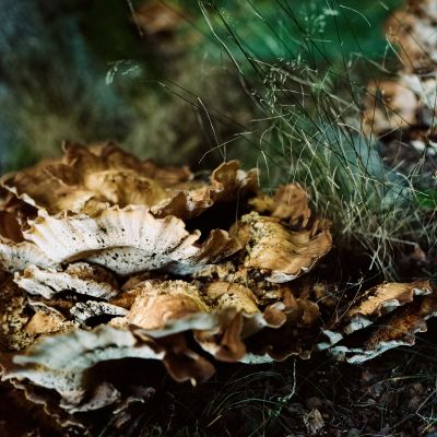 Natur  Fotografie von Fotograf mikeworkswithfilm | STRKNG