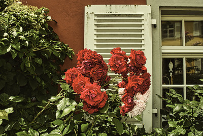 WINDOW NATURE / Natur  Fotografie von Fotograf clipnote | STRKNG