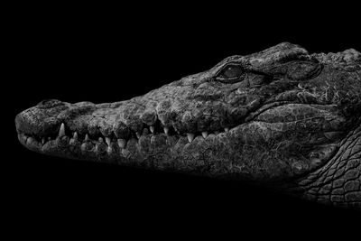 crocodile / Wildlife  Fotografie von Fotograf Benaissa Ilyes ★1 | STRKNG