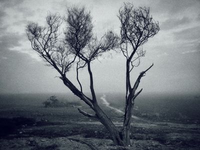 Sad nature / Fine Art  Fotografie von Fotograf Benaissa Ilyes | STRKNG