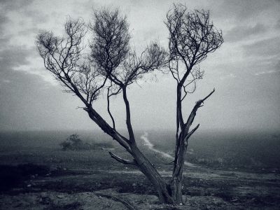 Sad nature / Fine Art  Fotografie von Fotograf Benaissa Ilyes ★1 | STRKNG