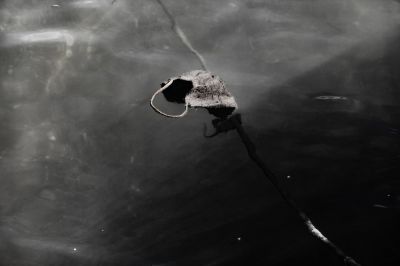 A Facemask in Aegean Sea / Schwarz-weiss  Fotografie von Fotograf Hua Huang | STRKNG