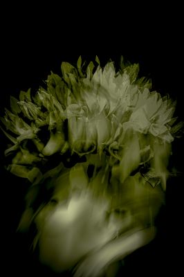 Pensamientos difusos / Konzeptionell  Fotografie von Fotograf PLINIO RESTREPO | STRKNG