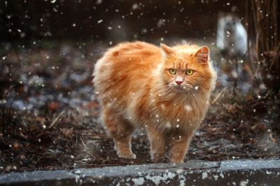 Tiere  Fotografie von Fotograf DzjuSan | STRKNG