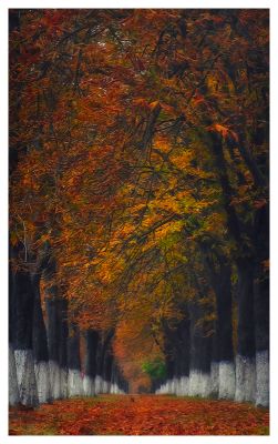 Autumn &quot;Dojo&quot; / Landscapes  Fotografie von Fotograf DzjuSan | STRKNG