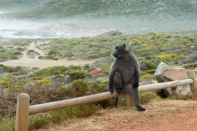 Cape Point Nature Reserve - Chacma Baboon / Travel  photography by Photographer Oliver Antwi | STRKNG