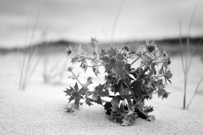 Thistle / Natur  Fotografie von Fotograf xprssnst ★1 | STRKNG