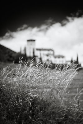 Grass on a way near Castel Monteleone, Tyrol / Natur  Fotografie von Fotograf xprssnst ★1 | STRKNG