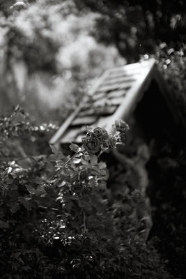 Jesus, help this world / Natur  Fotografie von Fotograf xprssnst ★1 | STRKNG