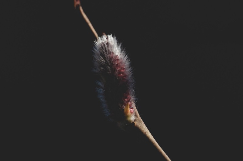 Frühlingserwachen (Salix) - &copy; aestetik | Makro