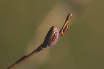 Frühlingserwachen (Salix) / Makro  Fotografie von Fotograf aestetik | STRKNG