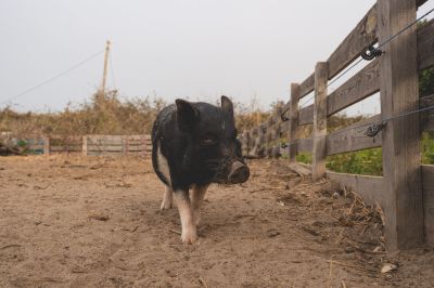 Versautes Portrait / Tiere  Fotografie von Fotograf aestetik | STRKNG