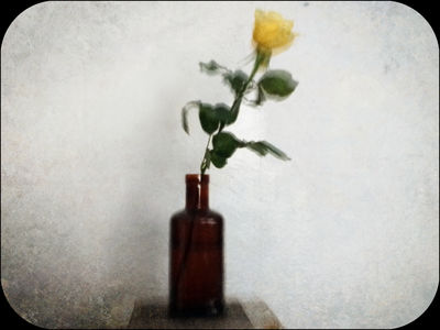 die gelbe rose / Still life  photography by Photographer Fritz Gessler | STRKNG