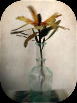 trockenblume / Still life  photography by Photographer Fritz Gessler | STRKNG