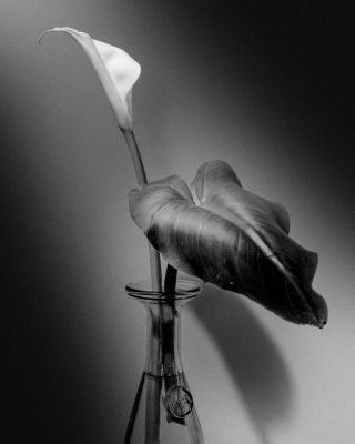 Calla / Fine Art  Fotografie von Fotograf Federico Fiorenzani ★4 | STRKNG