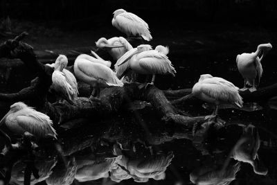 Gang / Tiere  Fotografie von Fotograf Michael Holenz | STRKNG