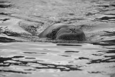 Schwimmer / Tiere  Fotografie von Fotograf Michael Holenz | STRKNG