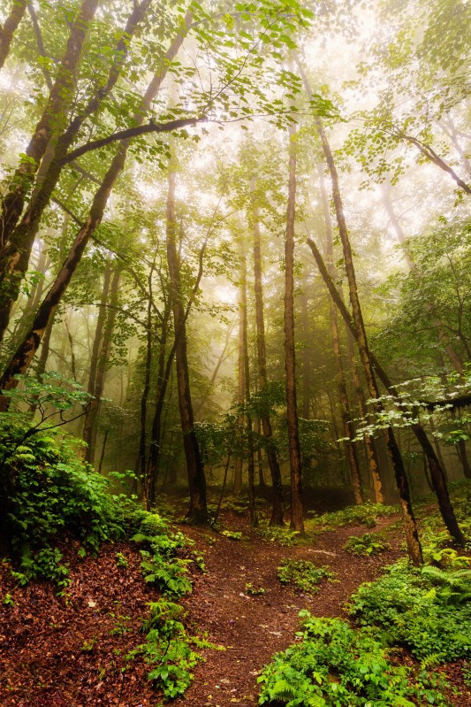 Lost into the wild - &copy; Aslan Vaezi | Landscapes