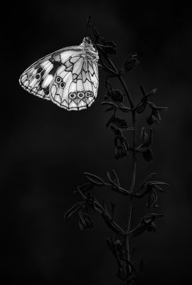 Schachbrett / Macro  photography by Photographer Jörn Wallenwein ★1 | STRKNG