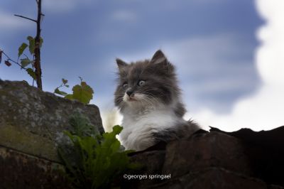 contemple son nouveau royaume / Tiere  Fotografie von Fotograf Springael Georges | STRKNG