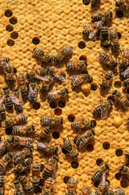 Been hive / Animals  photography by Photographer Tina | STRKNG