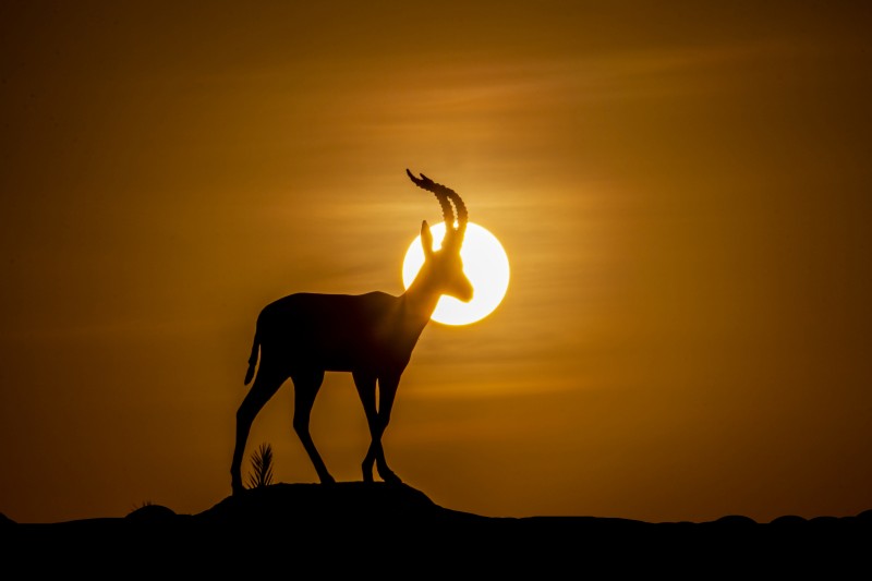 Gazelle leptoceros - &copy; mory_net | Wildlife