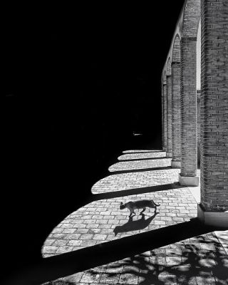 shadows / Schwarz-weiss  Fotografie von Fotograf mojtaba gitinejad | STRKNG