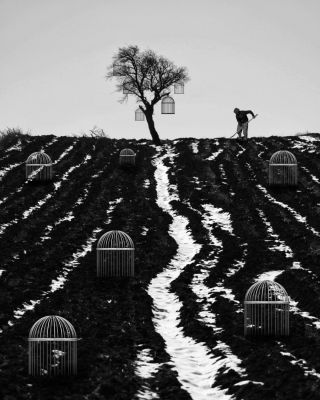 cage planting ground / Konzeptionell  Fotografie von Fotograf Milad Saeedi | STRKNG