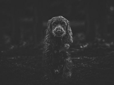 rookie / Animals  photography by Photographer Michał Dudulewicz ★1 | STRKNG