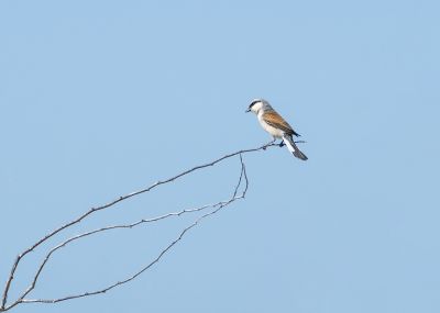 Expectation / Wildlife  Fotografie von Fotografin mojgan sheykhi | STRKNG