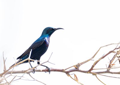 nectarivore / Wildlife  Fotografie von Fotografin mojgan sheykhi | STRKNG