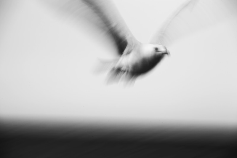 Seagull - &copy; Dirk M. Franke | Nature