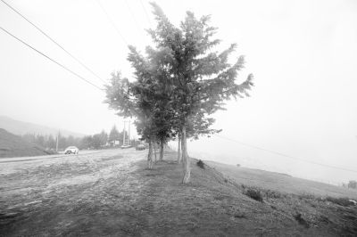 foggy road / Schwarz-weiss  Fotografie von Fotografin Hengameh Pirooz | STRKNG