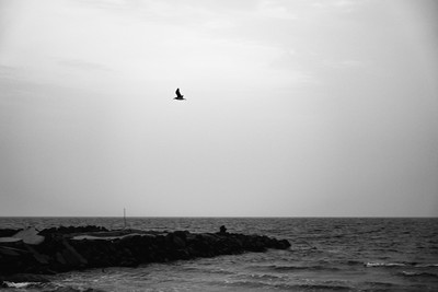 BW bird fly on beach / Nature  photography by Photographer Ali Alshanbri ★1 | STRKNG