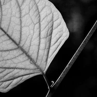 leave in backlight / 2025-05-24 leave in backlight / Black and White photography by Photographer Mike Schernbeck | STRKNG
