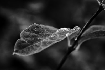 rainy summer 2025 / Nature  photography by Photographer Mike Schernbeck | STRKNG