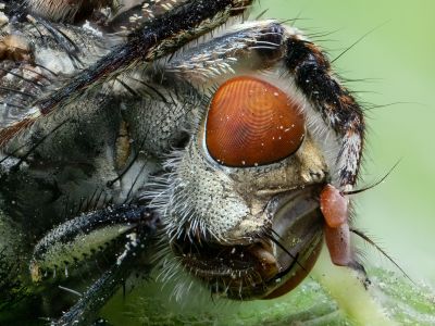 A fly in a spider&#039;s claw / Makro  Fotografie von Fotograf Nastaran pourreza ziabari | STRKNG