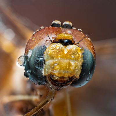 Dragonfly super macrography / Makro  Fotografie von Fotograf Nastaran pourreza ziabari | STRKNG