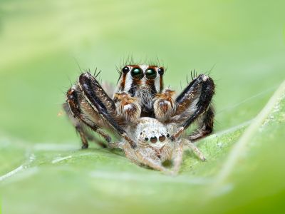 Jumping spider and it&#039;s hunt / Makro  Fotografie von Fotograf Nastaran pourreza ziabari | STRKNG