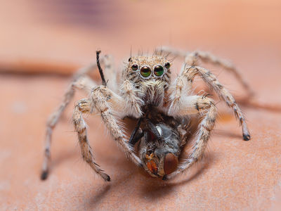 Fly in the death grip / Macro  photography by Photographer Nastaran pourreza ziabari | STRKNG