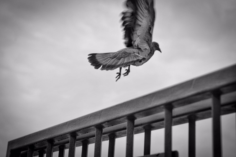 DOVEstarted - &copy; Lutz Ulrich | Schwarz-weiss