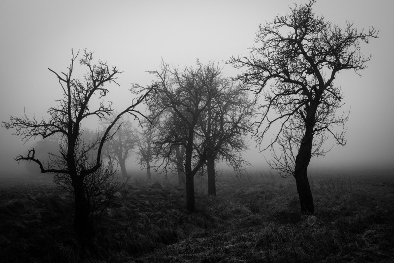 FOGtrees - &copy; Lutz Ulrich | Black and White